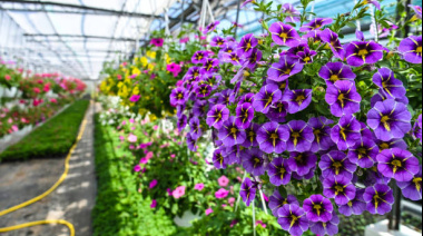 Plantas que sanan: lanzan campaña solidaria a beneficio del Hospital Ferreyra